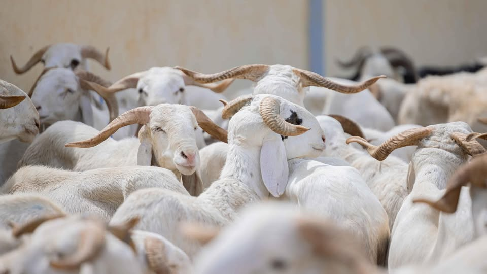 Moutons